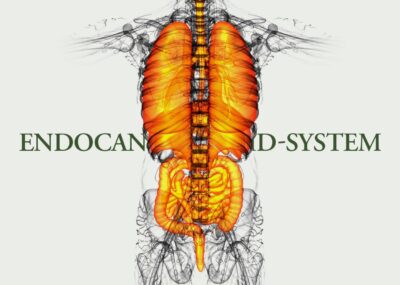 Endocannabinoid System