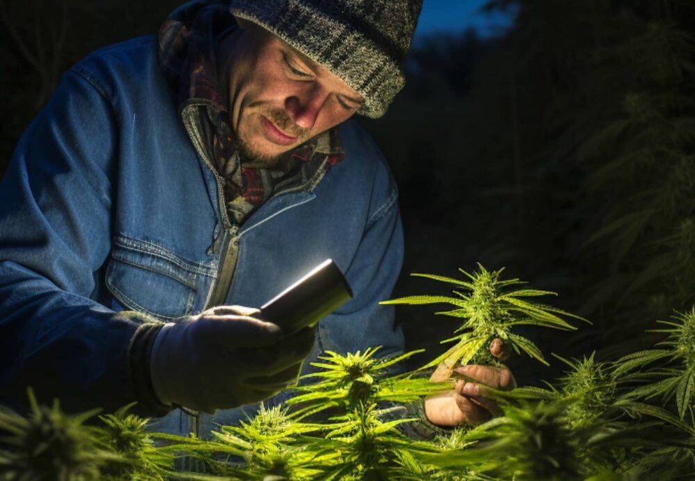 Cannabispflanze Anatomie