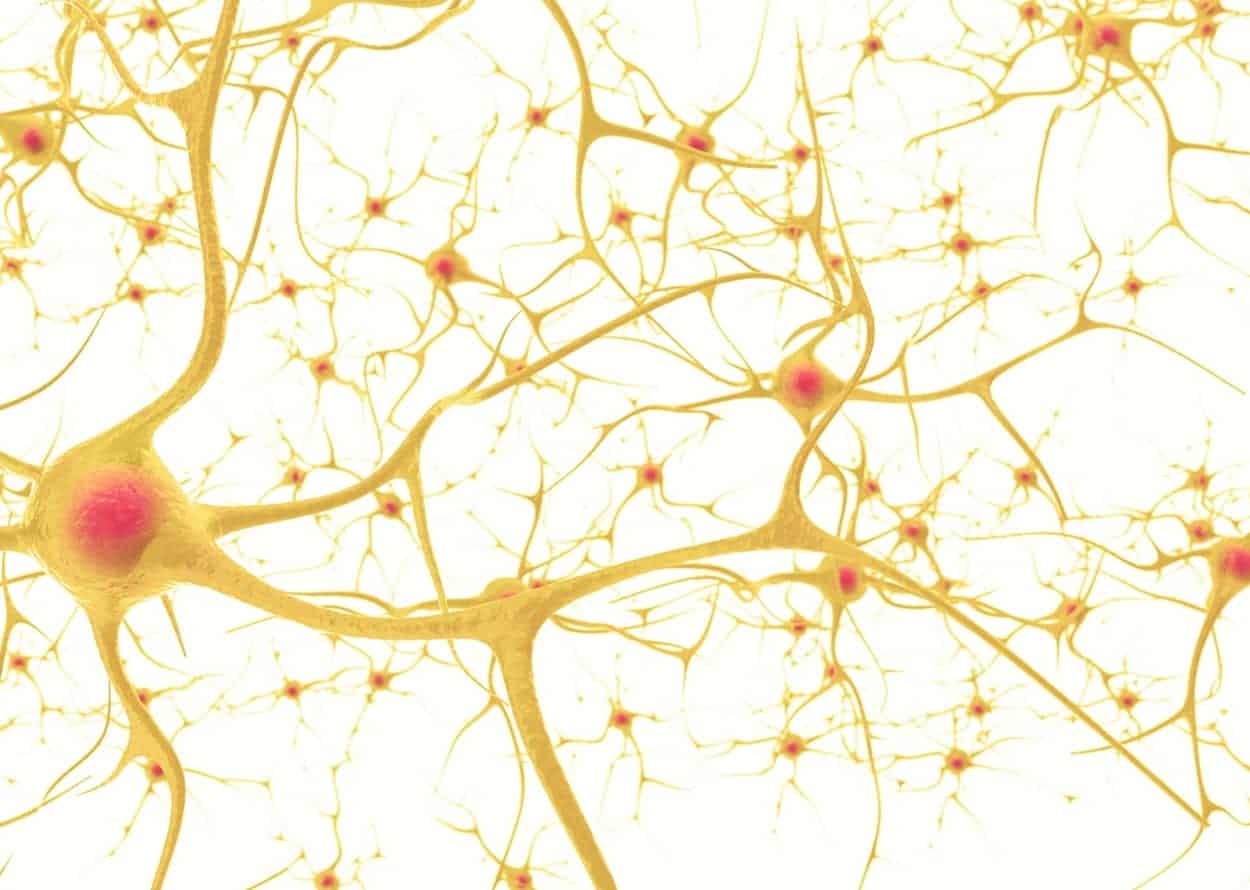 Aufbau des Endocannabinoid Systems