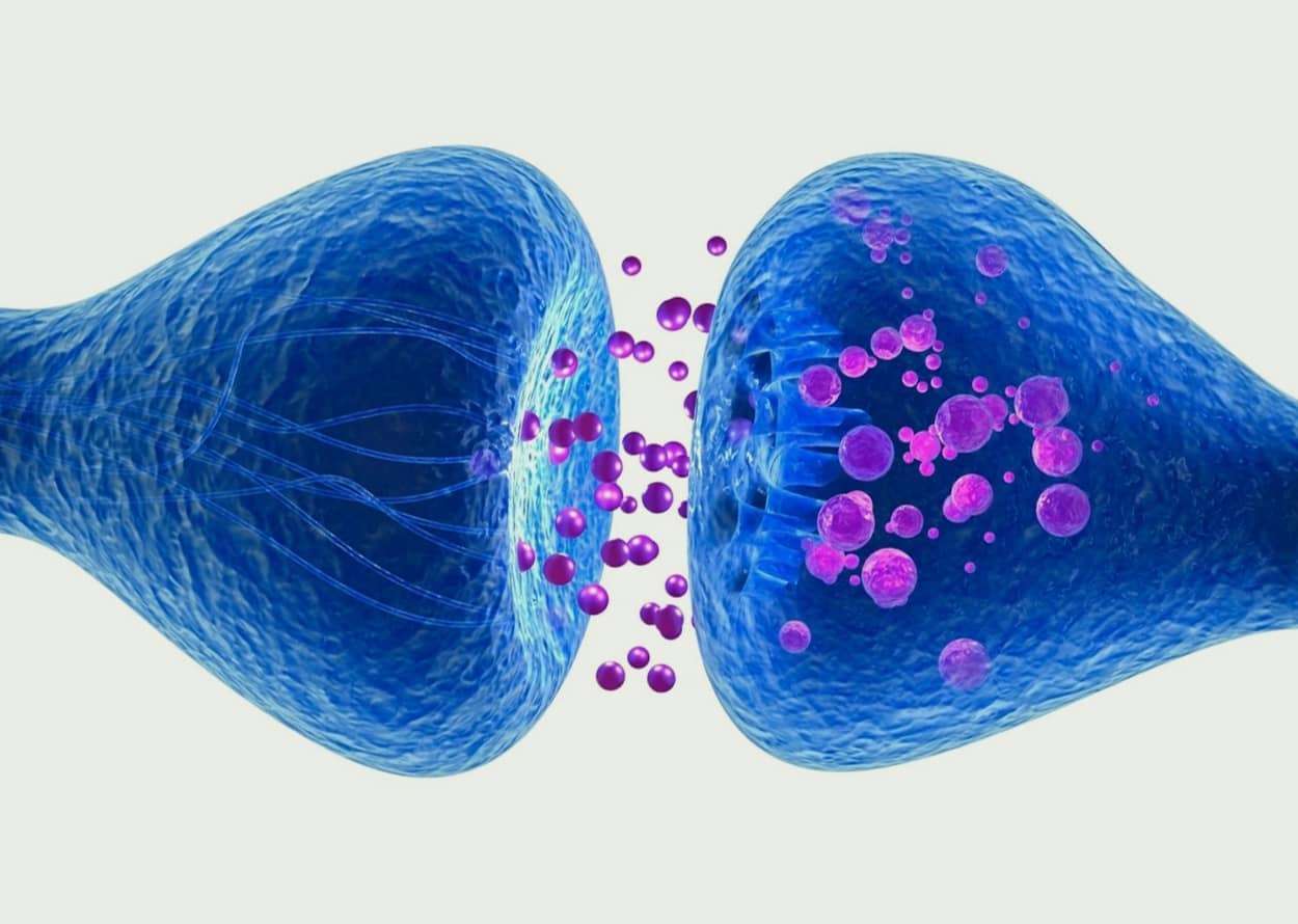 Cannabinoide interagieren mit dem Endocannabinoiden System