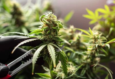 Cannabis beschneiden