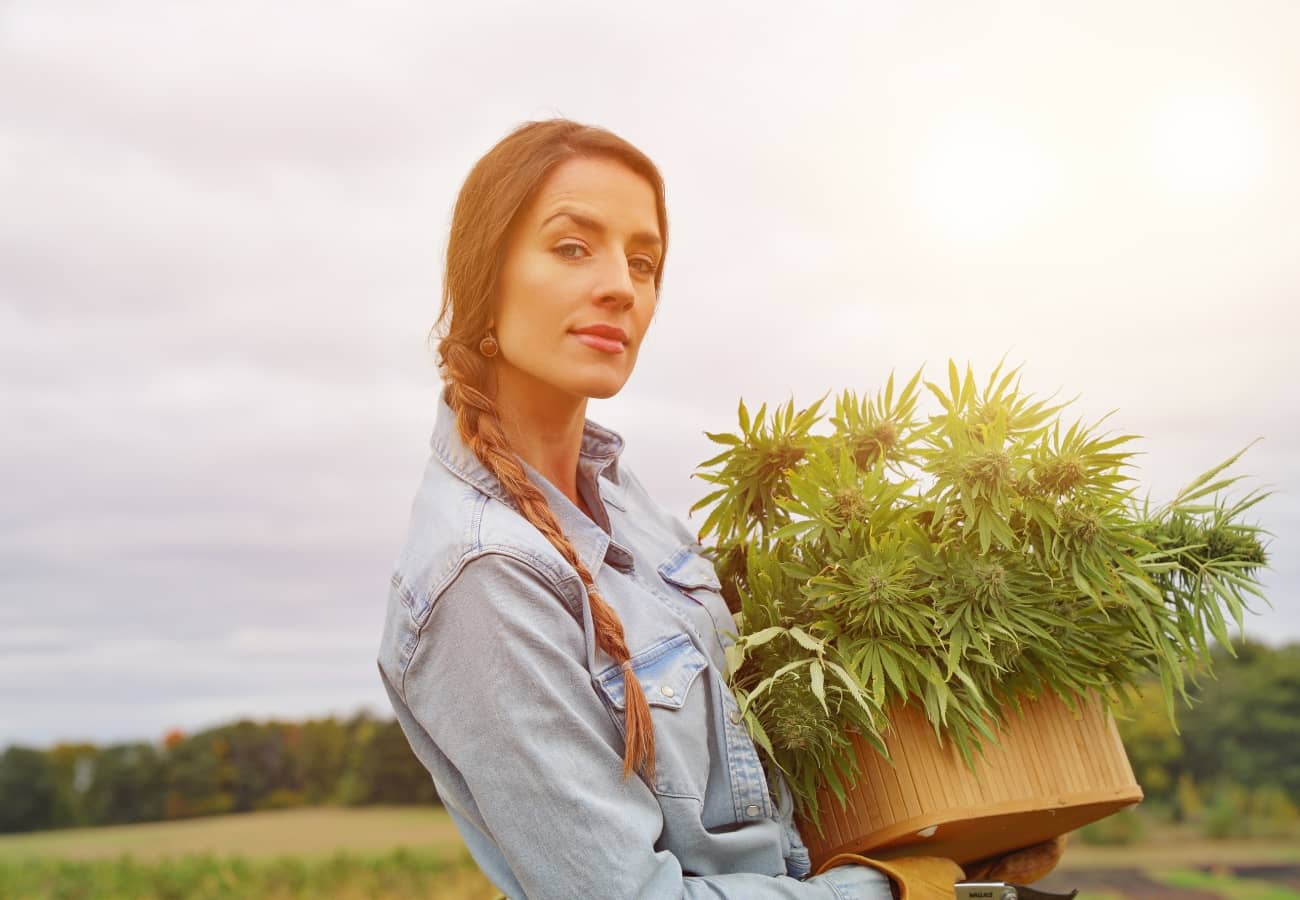 Cannabis Erntezeitpunkt