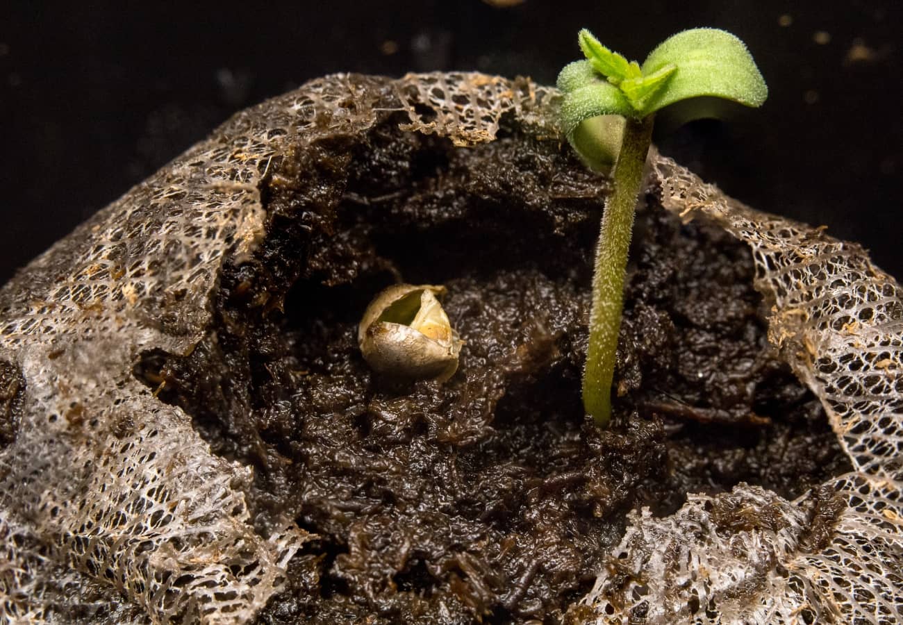 Cannabis Jungpflanze