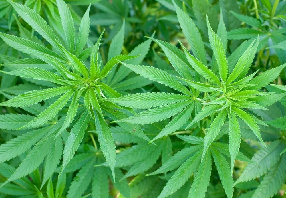 Cannabis Marihuana Unterschied