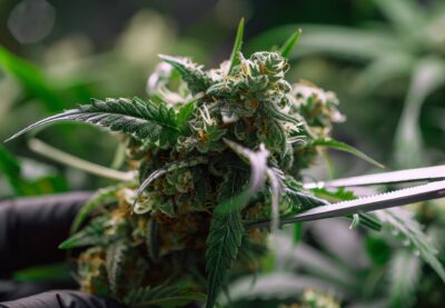Cannabis schneiden