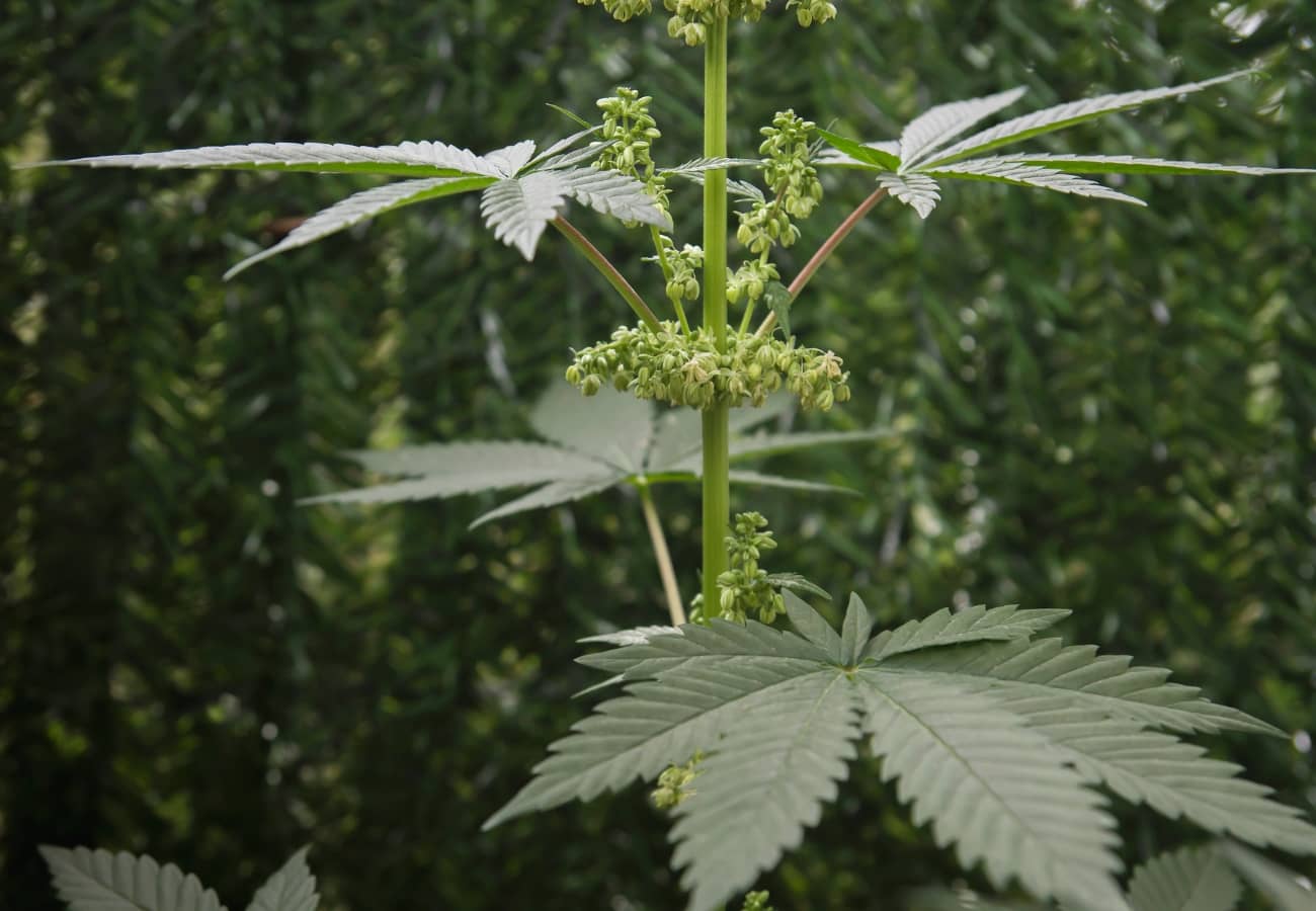 Männliche Hanfpflanze