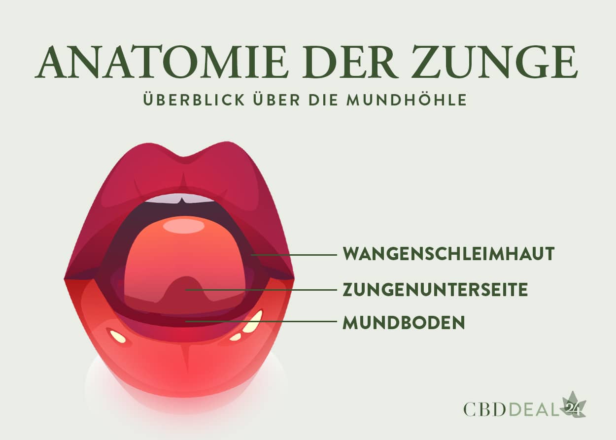 Sublinguale CBD Öl Einnahme und Zungenaufbau