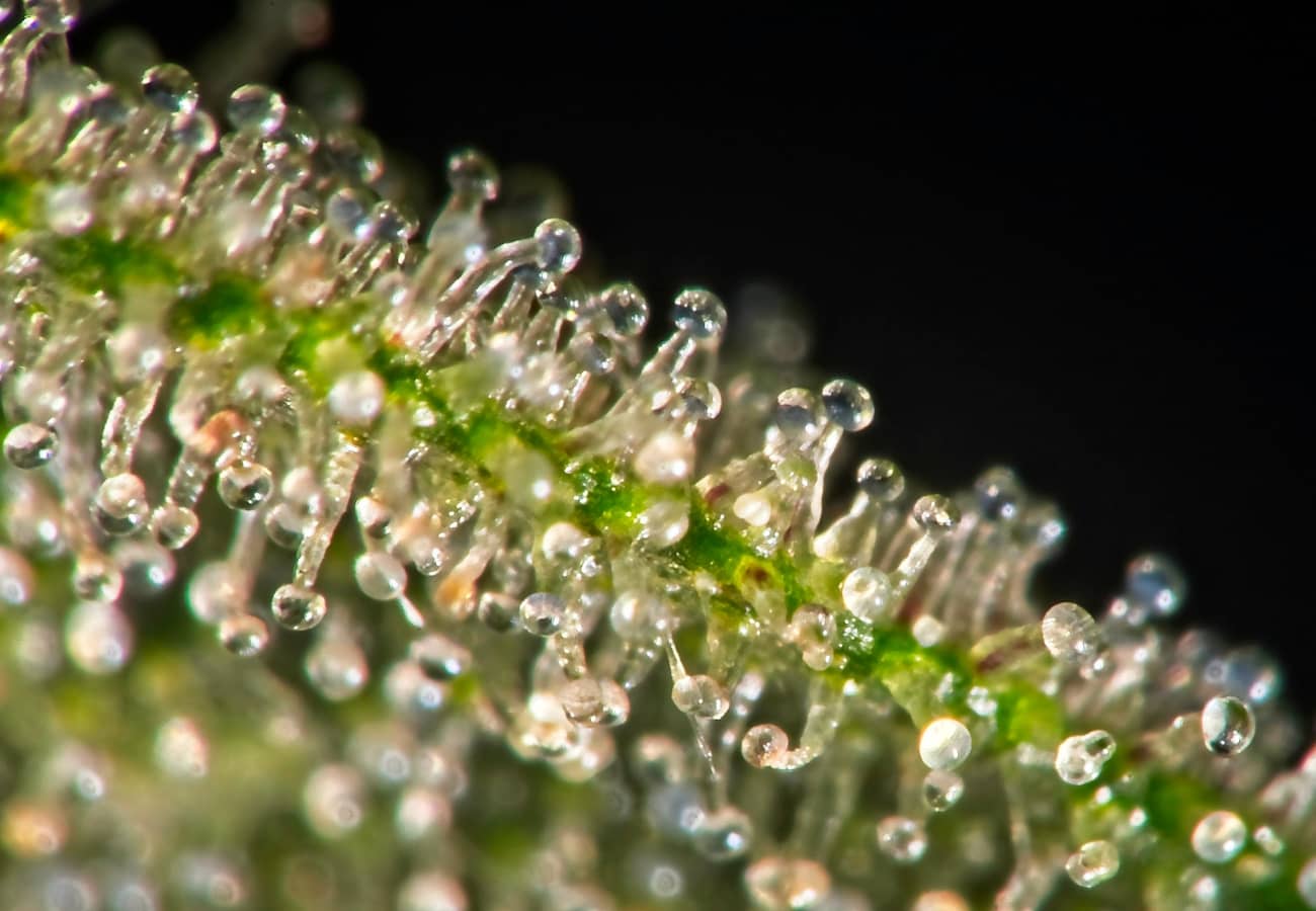 Trichome