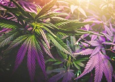 Unterschied Cannabis Hanf