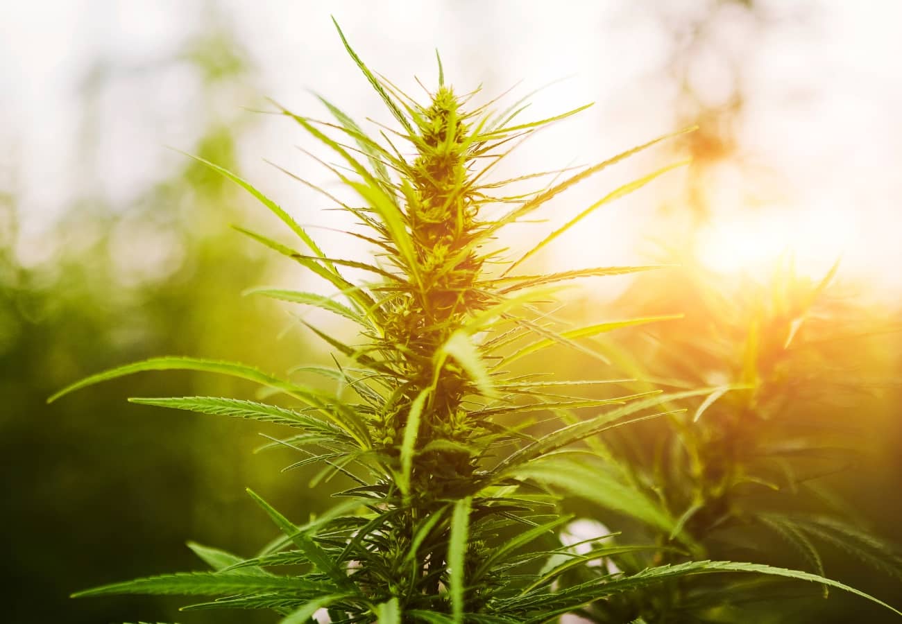 Weibliche Hanfpflanze