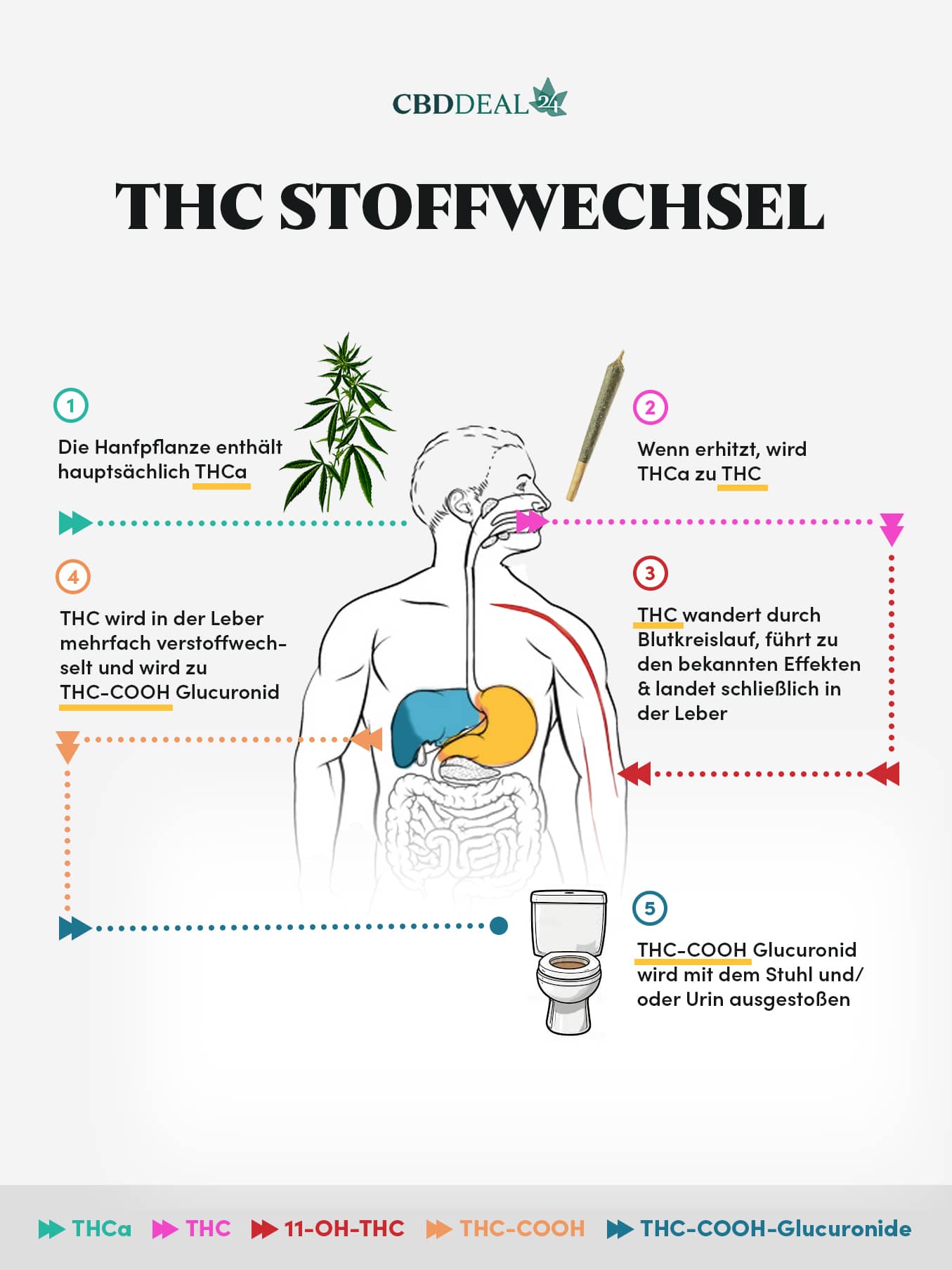 THC Stoffwechsel Grafik