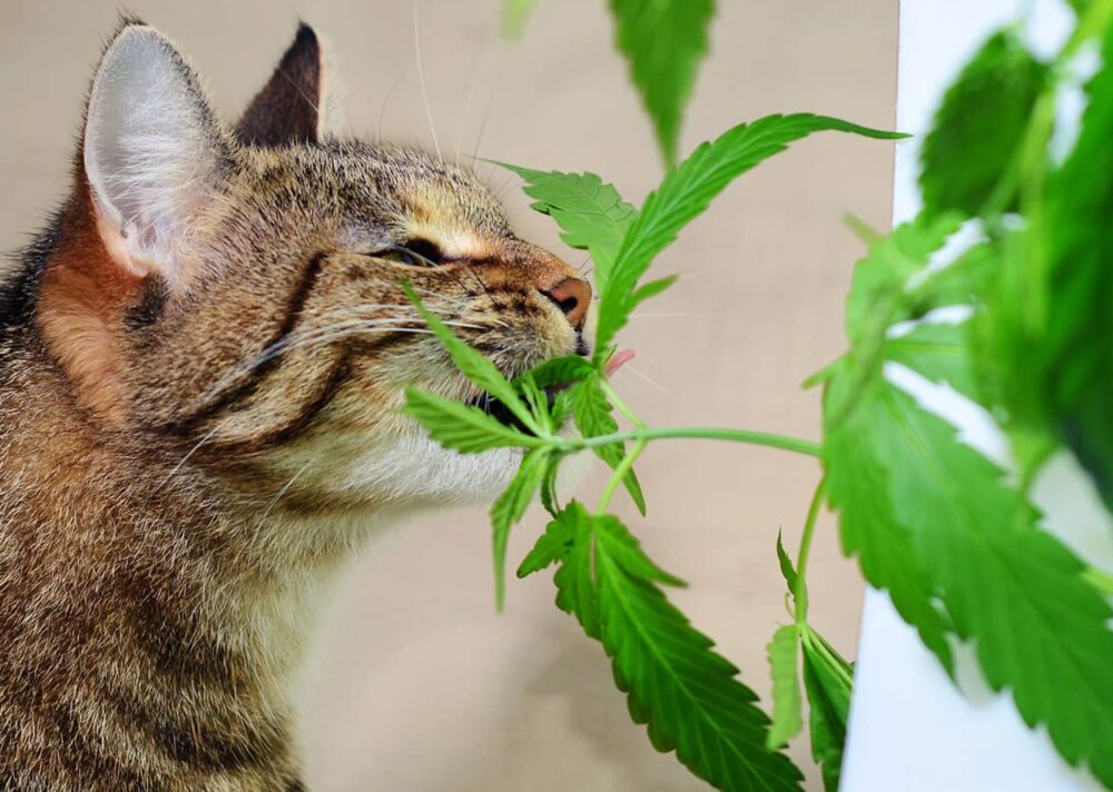 Können Katzen THC abbauen?