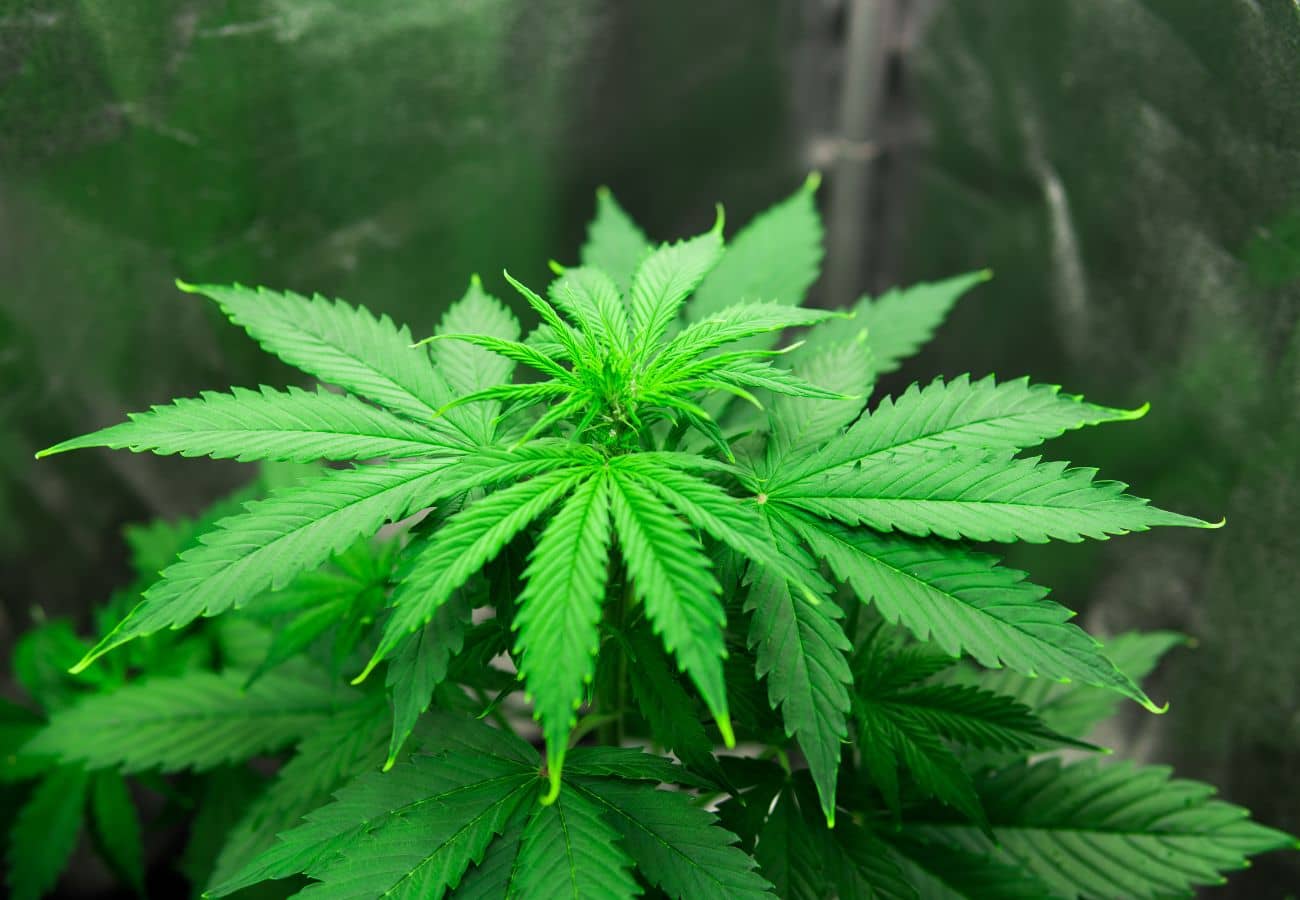 Growbox Komplettsets Einsteiger