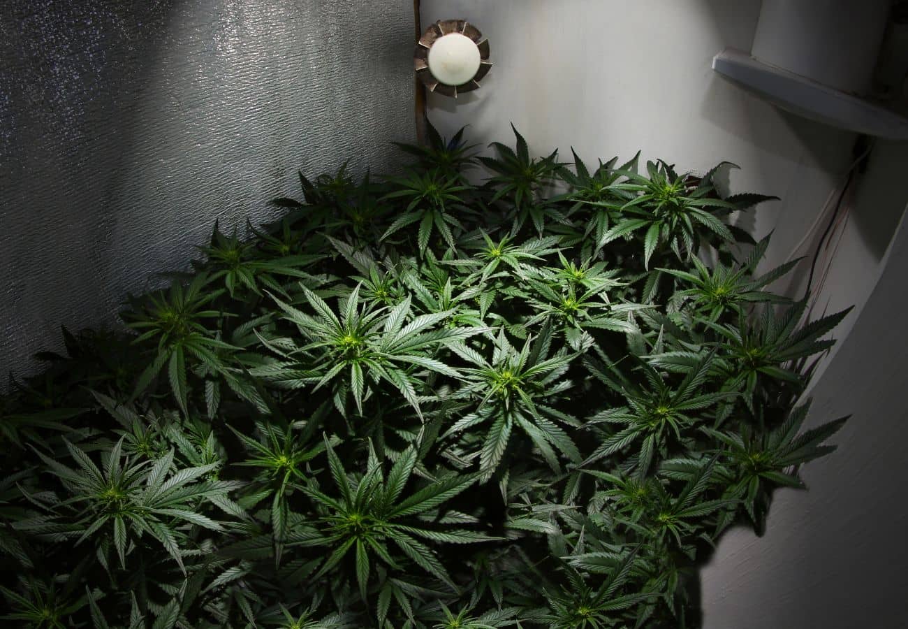 Growschrank Komplettset