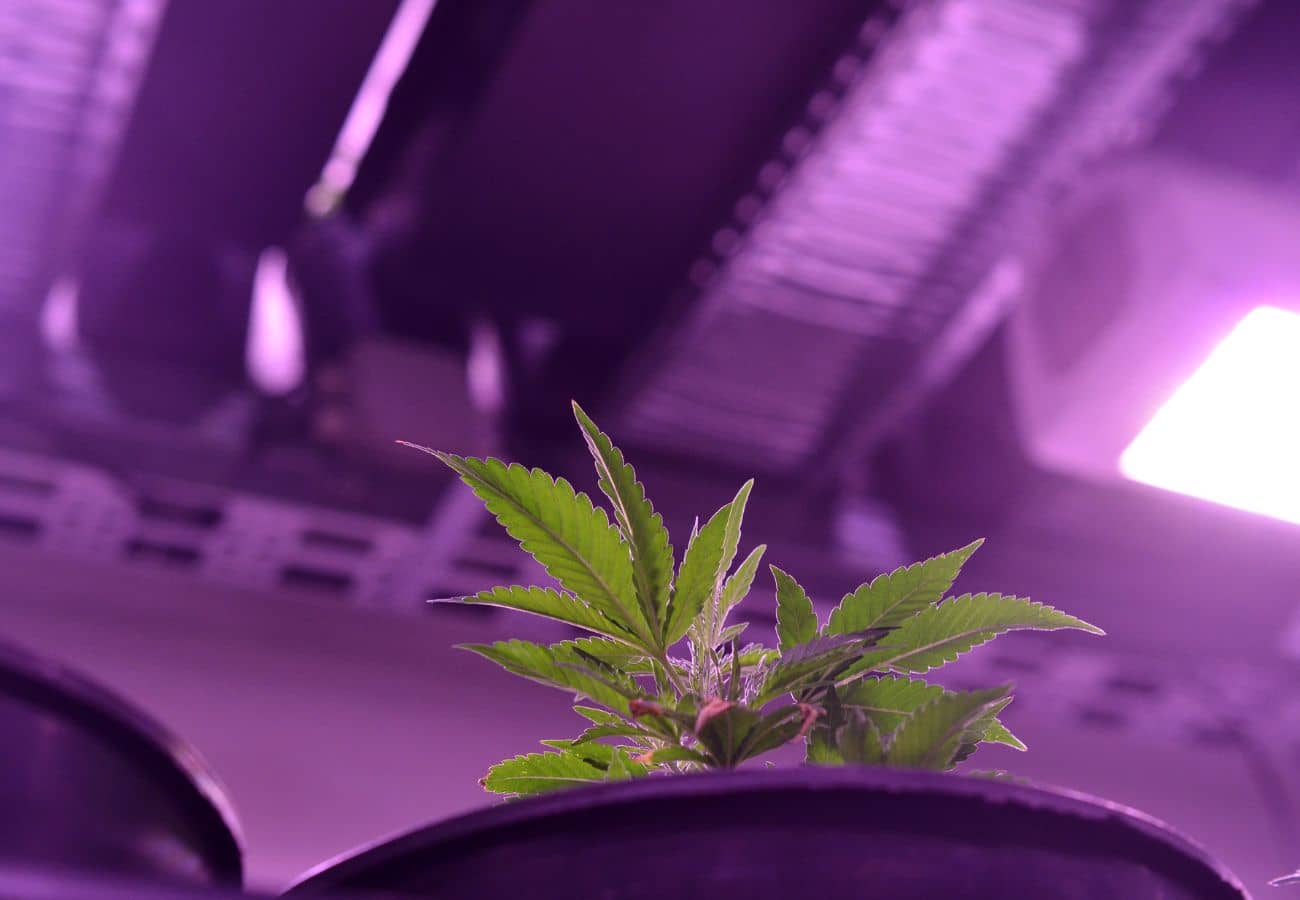 LED Growbox Komplettset