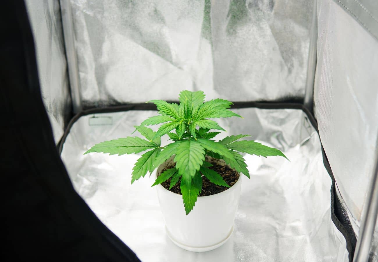 Mini Growbox Komplettset