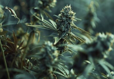 Cannabis Blütephase