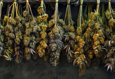 Cannabis trocknen