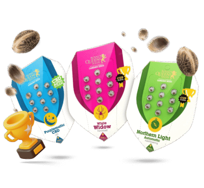 Beste Cannabis Samen