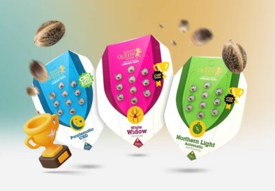 Beste Cannabis Samen Vergleich