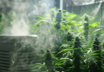 Cannabis Luftfeuchtigkeit