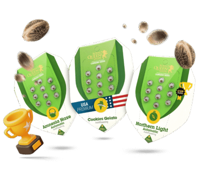 Cannabissamen für Anfänger