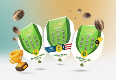 Cannabissamen für Anfänger Vergleich