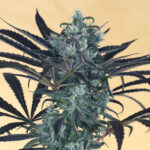 Blueberry Samen - Autoflower