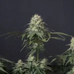 Tropicana Cookies Samen - Feminisiert