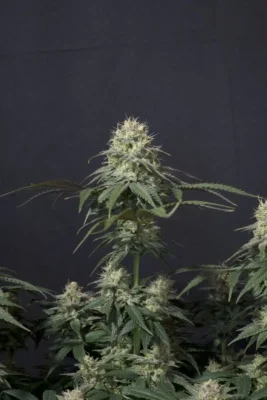 Tropicana Cookies feminisiert Samen East Smoke