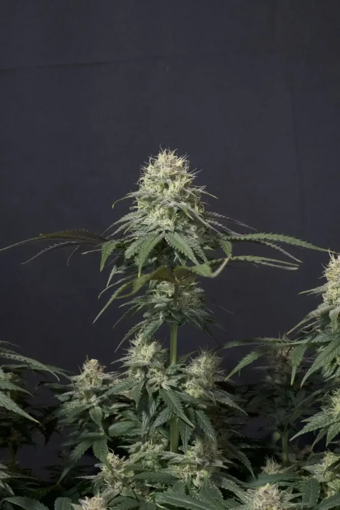 Tropicana Cookies feminisiert Samen East Smoke