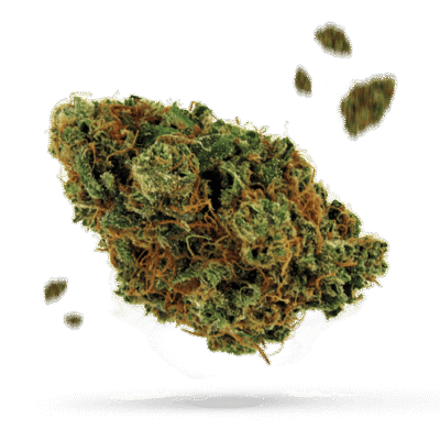 #9 Blackberry - Cannabissorte