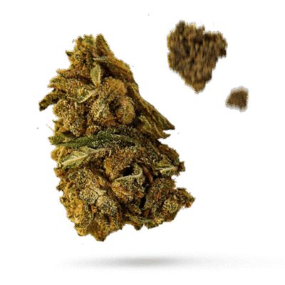 ACDC - Cannabissorte