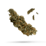 Afghan Kush - Cannabissorte