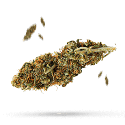 Agape - Cannabissorte