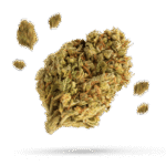 Banana Dream - Cannabissorte