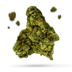 Banana Hammock - Cannabissorte