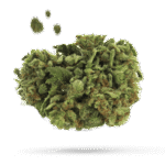 Banana Mango - Cannabissorte