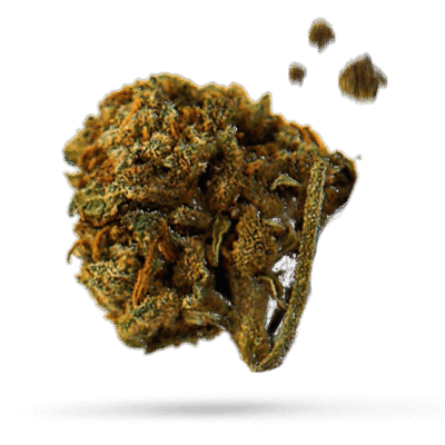 Biscotti - Cannabissorte