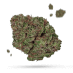 Black Cherry Cider - Cannabissorte