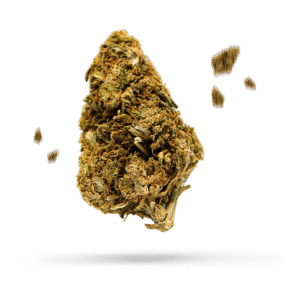 Black Russian - Cannabissorte