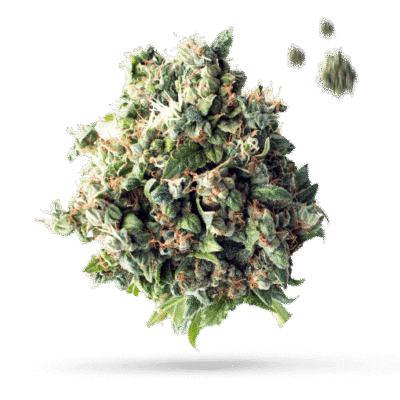 Blood Orange - Cannabissorte