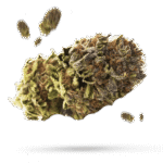 Blue Monster - Cannabissorte