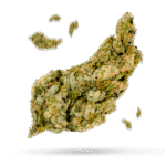 Cali Orange Bud - Cannabissorte