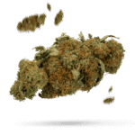 California Dream - Cannabissorte