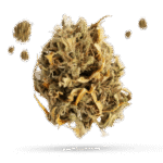 California Sour Diesel - Cannabissorte