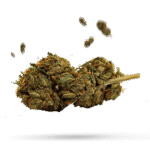 Caramel Cream - Cannabissorte