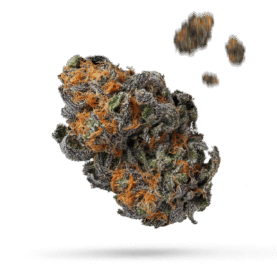 Cereal Milk - Cannabissorte