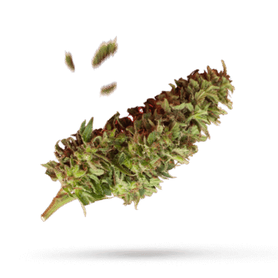 Cherry Bomb - Cannabissorte