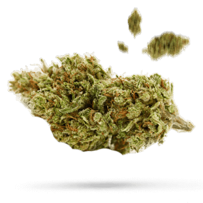 Durban Poison - Cannabissorte